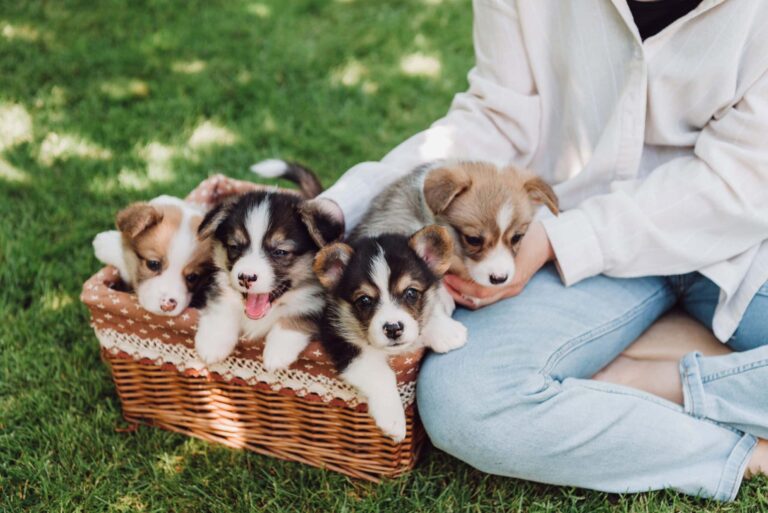 14 Best Side Hustles for Animal Lovers To Make Extra Money